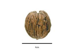  Fruit:  Juglans neotropica ; Photo by R. Gibbons, USDA APHIS PPQ, Kirkbride et al. (2006)
