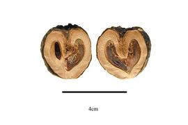  Seed:  Juglans neotropica ; Photo by R. Gibbons, USDA APHIS PPQ, Kirkbride et al. (2006)
