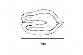  Embryo:  Juglans cinerea ; Illustration by K. Parker, Kirkbride et al. (2006)
