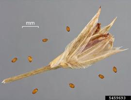   Fruit, seed:   Juncus bufonius ; Photo by D. Walters and C. Southwick, Table Grape Weed Disseminule ID
