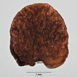 Gallery | Fruit and Seed Family ID