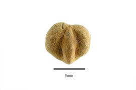  Seed:  Krameria erecta ; Photo by R. Gibbons, USDA APHIS PPQ, Kirkbride et al. (2006)
