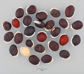Gallery | Fruit and Seed Family ID
