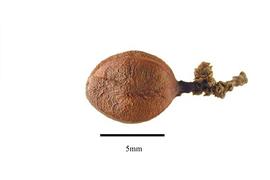  Fruit:  Lacistema aggregatum ; Photo by R. Gibbons, USDA APHIS PPQ, Kirkbride et al. (2006)
