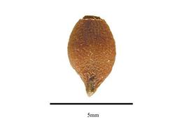  Seed:  Lacistema aggregatum ; Photo by R. Gibbons, USDA APHIS PPQ, Kirkbride et al. (2006)
