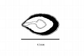  Embryo:  Lacistema aggregatum ; Illustration by K. Parker, Kirkbride et al. (2006)
