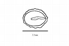  Embryo:  Lozania mutisiana ; Illustration by K. Parker, Kirkbride et al. (2006)
