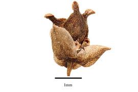  Fruit:  Lactoris fernandeziana ; Photo by R. Gibbons, USDA APHIS PPQ, Kirkbride et al. (2006)
