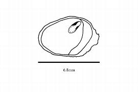  Embryo:  Akebia quinata ; Illustration by K. Parker, Kirkbride et al. (2006)
