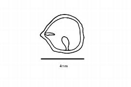  Embryo:  Boquila trifoliata ; Illustration by K. Parker, Kirkbride et al. (2006)
