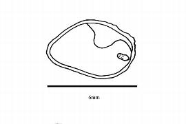  Embryo:  Holboellia angustifolia ; Illustration by K. Parker, Kirkbride et al. (2006)
