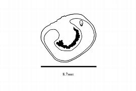  Embryo:  Lardizabala biternata ; Illustration by K. Parker, Kirkbride et al. (2006)
