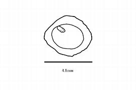  Embryo:  Sinofranchetia chinensis ; Illustration by K. Parker, Kirkbride et al. (2006)
