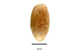  Fruit:  Cinnamomum camphora ; Photo by R. Gibbons, USDA APHIS PPQ, Kirkbride et al. (2006)
