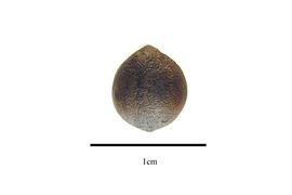  Seed:  Sassafras albidum ; Photo by R. Gibbons, USDA APHIS PPQ, Kirkbride et al. (2006)
