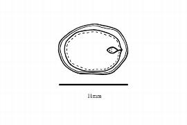  Embryo:  Actinodaphne hookeri ; Illustration by K. Parker, Kirkbride et al. (2006)
