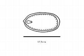  Embryo:  Cinnamomum camphora ; Illustration by K. Parker, Kirkbride et al. (2006)
