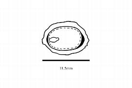  Embryo:  Cryptocarya rubra ; Illustration by K. Parker, Kirkbride et al. (2006)
