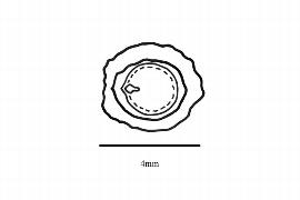  Embryo:  Lindera citriodora ; Illustration by K. Parker, Kirkbride et al. (2006)
