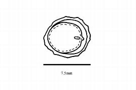  Embryo:  Ocotea leucoxylon ; Illustration by K. Parker, Kirkbride et al. (2006)
