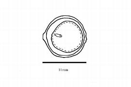  Embryo:  Persea donnell-smithii ; Illustration by K. Parker, Kirkbride et al. (2006)
