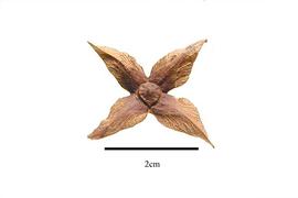  Fruit:  Foetidia  sp.; Photo by R. Gibbons, USDA APHIS PPQ, Kirkbride et al. (2006)
