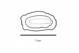  Embryo:  Barringtonia acutangula ; Illustration by K. Parker, Kirkbride et al. (2006)
