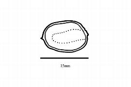  Embryo:  Careya arborea ; Illustration by K. Parker, Kirkbride et al. (2006)
