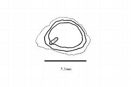  Embryo:  Leea rubra ; Illustration by K. Parker, Kirkbride et al. (2006)
