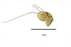   Fruit:   Lemna gibba ; Photo by R. Gibbons, USDA APHIS PPQ, Kirkbride et al. (2006) 
