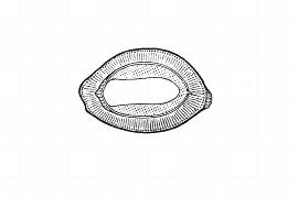   Embryo:   Lemna trisulca ; Illustration by K. Parker, Kirkbride et al. (2006) 
