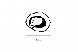  Embryo:  Lennoa madreporoides ; Illustration by K. Parker, Kirkbride et al. (2006)
