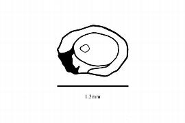  Embryo:  Pholisma arenarium ; Illustration by K. Parker, Kirkbride et al. (2006)
