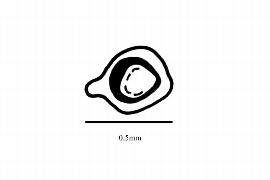  Embryo:  Genlisea sanariapoana ; Illustration by K. Parker, Kirkbride et al. (2006)
