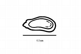  Embryo:  Pinguicula pumila ; Illustration by K. Parker, Kirkbride et al. (2006)
