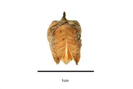   Fruit:   Paradisea liliastrum ; Photo by R. Gibbons, USDA APHIS PPQ, Kirkbride et al. (2006) 
