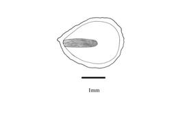   Embryo:   Muscari comosum ; Illustration by K. Parker, Kirkbride et al. (2006) 
