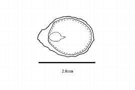  Embryo:  Limnanthes douglasii ; Illustration by K. Parker, Kirkbride et al. (2006)
