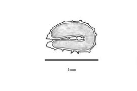   Embryo:   Limnocharis flava ; Illustration by K. Parker, Kirkbride et al. (2006) 
