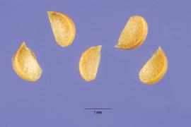   Seeds:   Linum striatum ; Photo by S. Hurst, USDA-NRCS Plants Database
