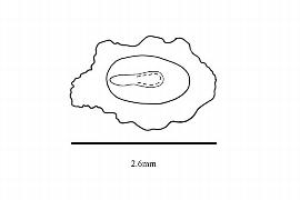  Embryo:  Blumenbachia latifolia ; Illustration by K. Parker, Kirkbride et al. (2006)
