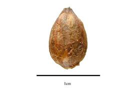  Seed:  Gaiadendron punctatum ; Photo by R. Gibbons, USDA APHIS PPQ, Kirkbride et al. (2006)
