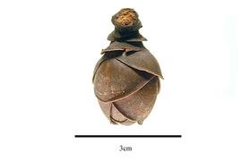  Fruit:  Lepeostegeres beccarii ; Photo by R. Gibbons, USDA APHIS PPQ, Kirkbride et al. (2006)
