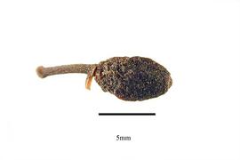  Fruit:  Amyema pendulum ; Photo by R. Gibbons, USDA APHIS PPQ, Kirkbride et al. (2006)
