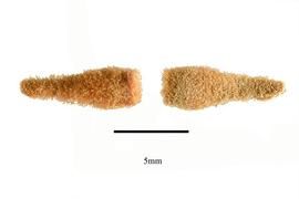  Fruit:  Scurrula ferruginea ; Photo by R. Gibbons, USDA APHIS PPQ, Kirkbride et al. (2006)
