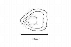  Embryo:  Capuronia madagascariensis ; Illustration by K. Parker, Kirkbride et al. (2006)
