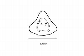  Embryo:  Decodon verticillatus ; Illustration by K. Parker, Kirkbride et al. (2006)
