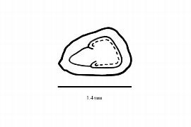  Embryo:  Ginoria americana ; Illustration by K. Parker, Kirkbride et al. (2006)
