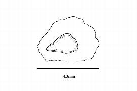  Embryo:  Physocalymma scaberrimum ; Illustration by K. Parker, Kirkbride et al. (2006)
