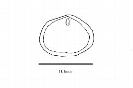  Embryo:  Magnolia campbellii ; Illustration by K. Parker, Kirkbride et al. (2006)
